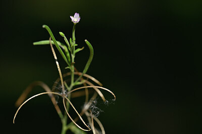 BUITEN BEELD Foto: 439228
