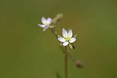 BUITEN BEELD Foto: 439231