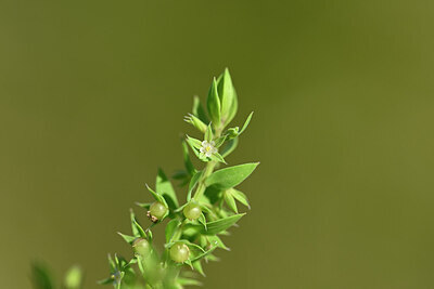 BUITEN BEELD Foto: 439232