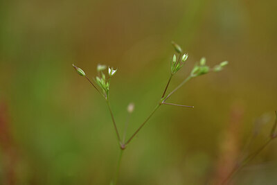 BUITEN BEELD Foto: 439236