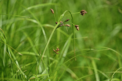 BUITEN BEELD Foto: 439239