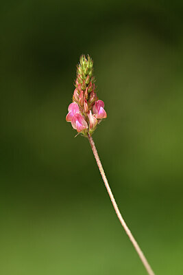 BUITEN BEELD Foto: 439240