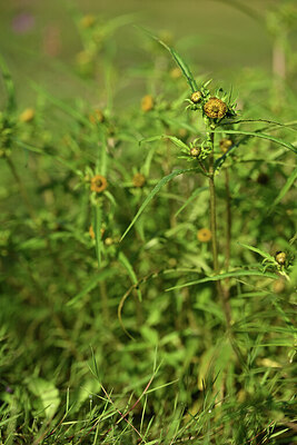 BUITEN BEELD Foto: 439244