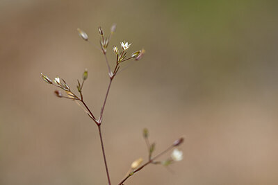 BUITEN BEELD Foto: 439246