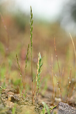 BUITEN BEELD Foto: 439247