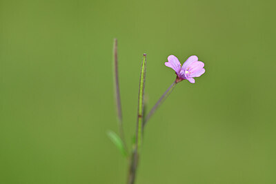 BUITEN BEELD Foto: 439248