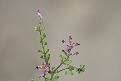BUITEN BEELD Foto: 439249