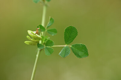 BUITEN BEELD Foto: 439250