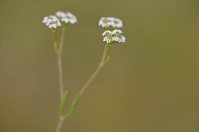 BUITEN BEELD Foto: 439252