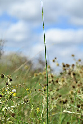 BUITEN BEELD Foto: 439253