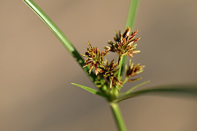 BUITEN BEELD Foto: 439258