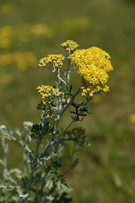 BUITEN BEELD Foto: 439262