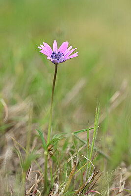 BUITEN BEELD Foto: 439269