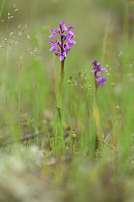 BUITEN BEELD Foto: 439273