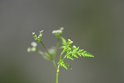 BUITEN BEELD Foto: 439276