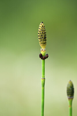 BUITEN BEELD Foto: 439279