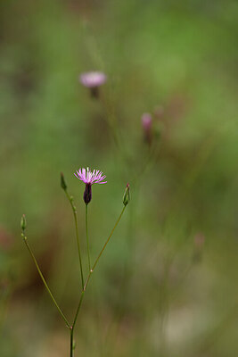 BUITEN BEELD Foto: 439281