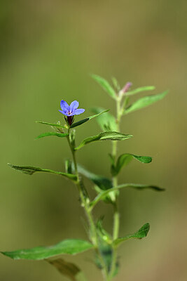 BUITEN BEELD Foto: 439285