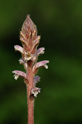 BUITEN BEELD Foto: 439293