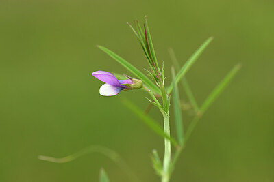 BUITEN BEELD Foto: 439294