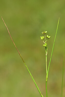 BUITEN BEELD Foto: 439300