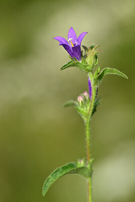 BUITEN BEELD Foto: 439303