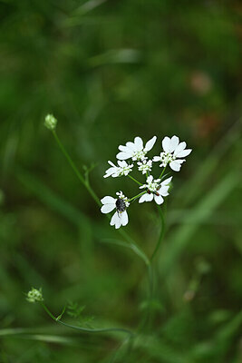 BUITEN BEELD Foto: 439306