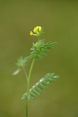 BUITEN BEELD Foto: 439309