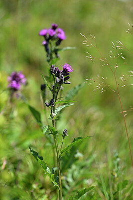 BUITEN BEELD Foto: 439312