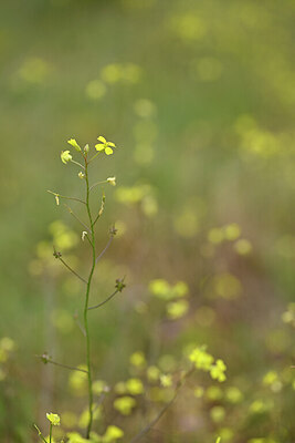 BUITEN BEELD Foto: 439330