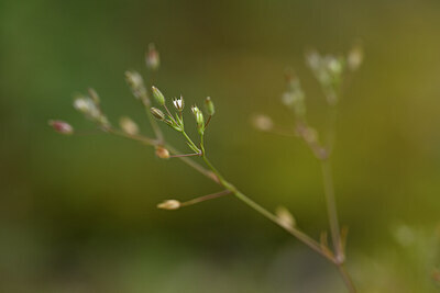 BUITEN BEELD Foto: 439331