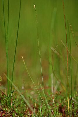 BUITEN BEELD Foto: 439332