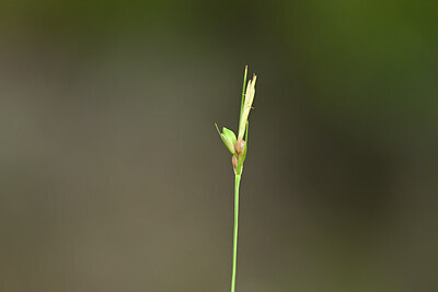 BUITEN BEELD Foto: 439333