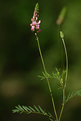 BUITEN BEELD Foto: 439334