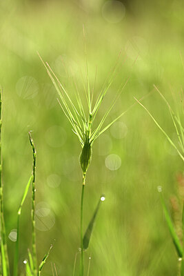 BUITEN BEELD Foto: 439335