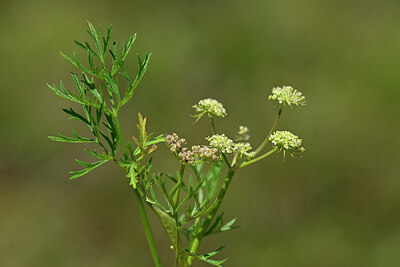 BUITEN BEELD Foto: 439337
