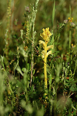 BUITEN BEELD Foto: 439341