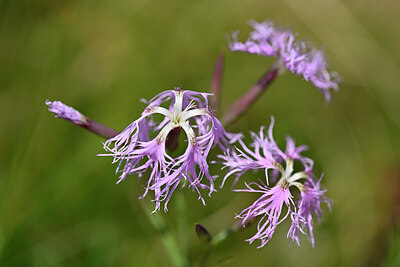 BUITEN BEELD Foto: 439344