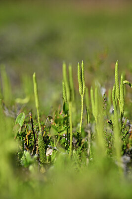 BUITEN BEELD Foto: 439346