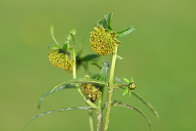 BUITEN BEELD Foto: 439347