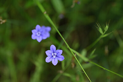BUITEN BEELD Foto: 439349