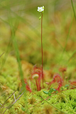 BUITEN BEELD Foto: 439350