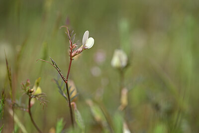 BUITEN BEELD Foto: 439351