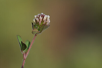 BUITEN BEELD Foto: 439363