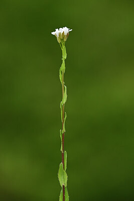 BUITEN BEELD Foto: 439369