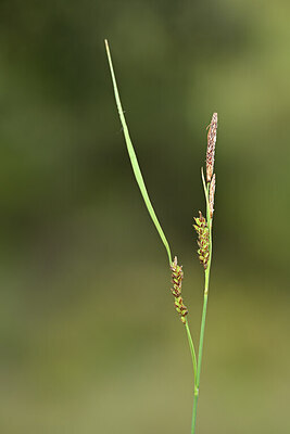 BUITEN BEELD Foto: 439371