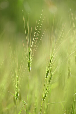 BUITEN BEELD Foto: 439373