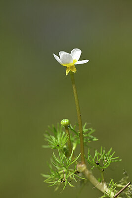 BUITEN BEELD Foto: 439377