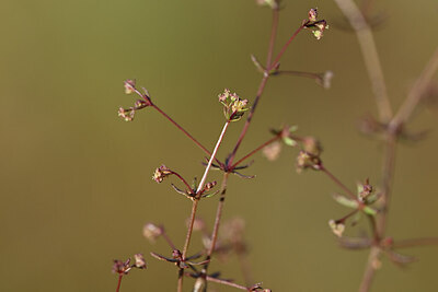 BUITEN BEELD Foto: 439380