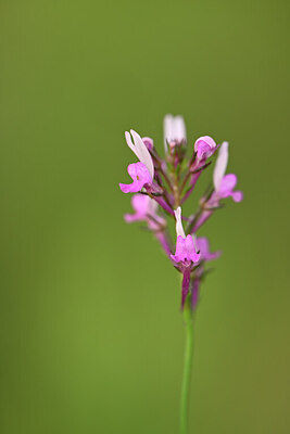 BUITEN BEELD Foto: 439382